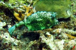 I saw several Cowfish on my last trip to Isla Musjeres. H... by Bonnie Conley 
